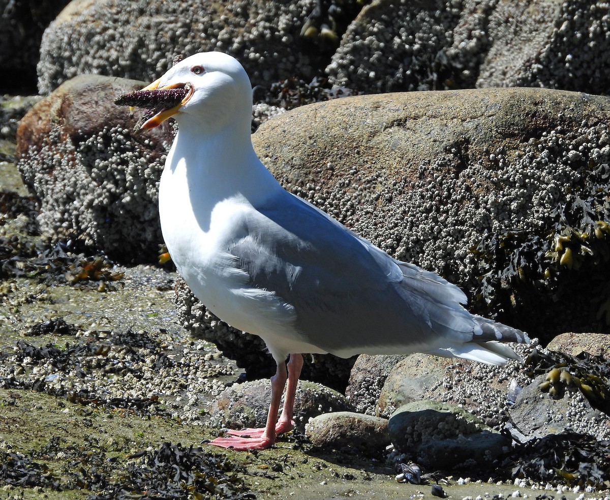 Western x Glaucous-winged Gull (hybrid) - Jock McCracken
