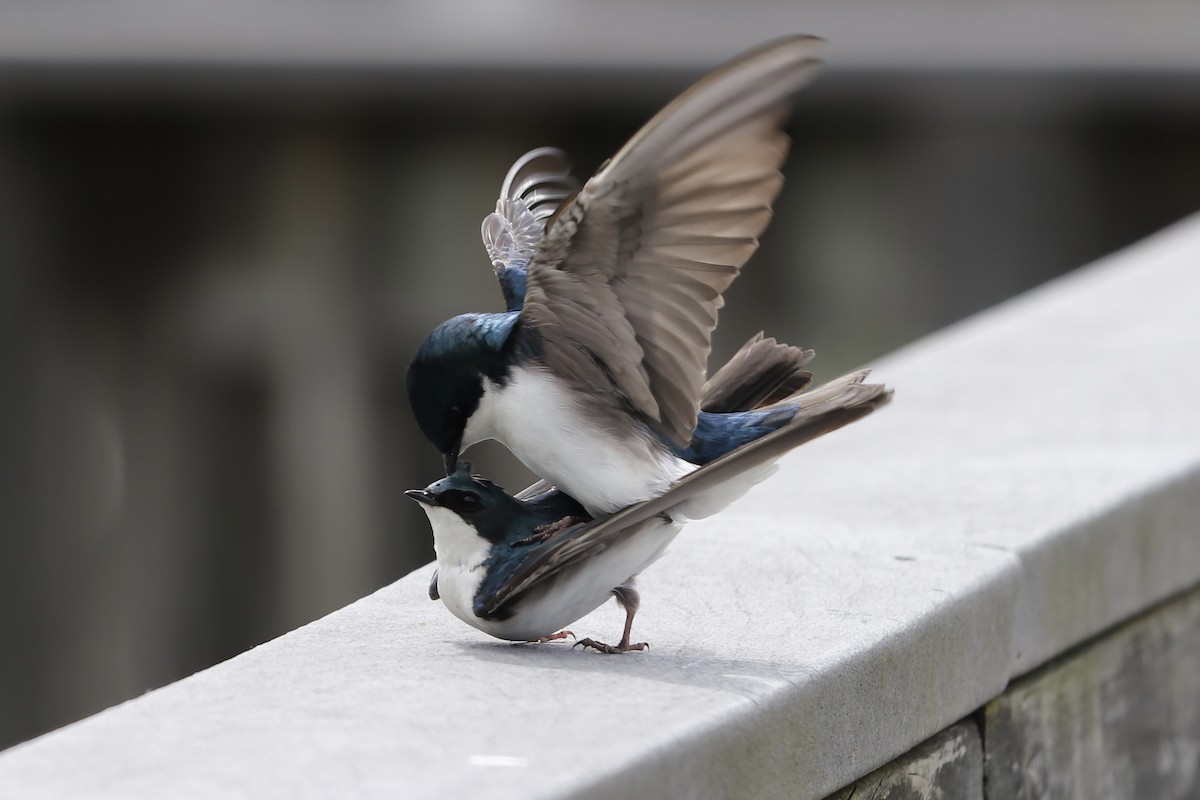 Tree Swallow - RIIO LU