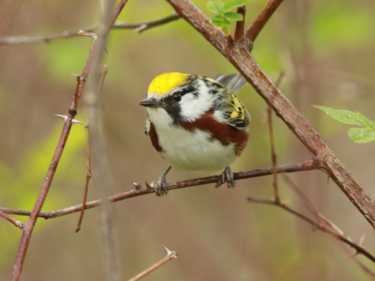 Chestnut-sided Warbler - David Beadle