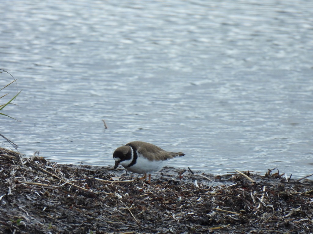 Semipalmated Plover - Justin Barrett