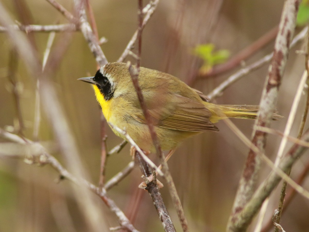 Common Yellowthroat - David Beadle