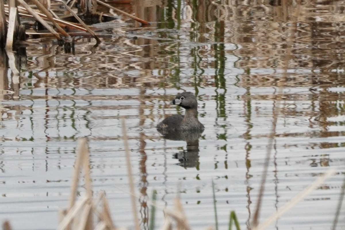 Pied-billed Grebe - Kristy Dhaliwal