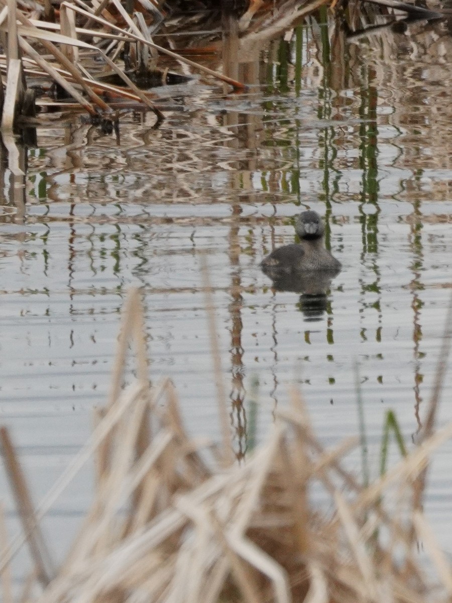 Pied-billed Grebe - Kristy Dhaliwal