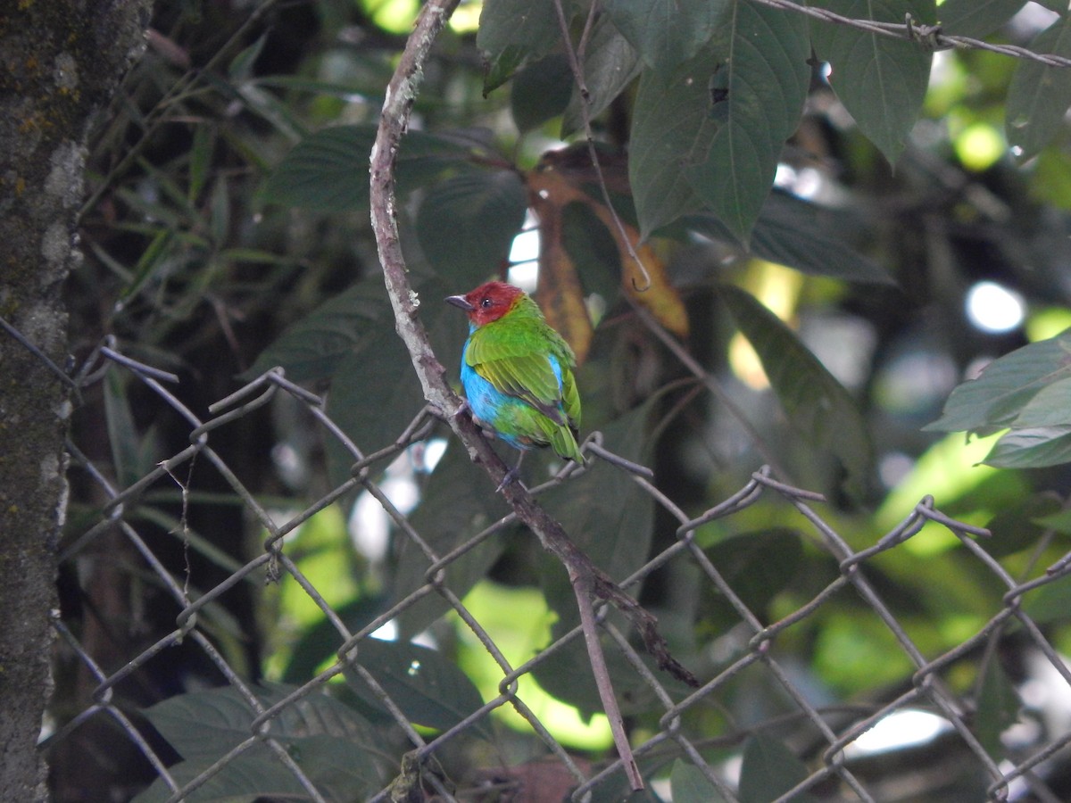 Bay-headed Tanager - ML618865725