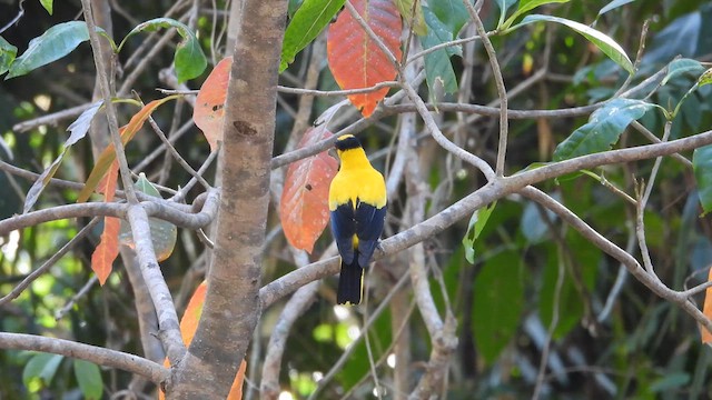 Black-naped Oriole - ML618865726