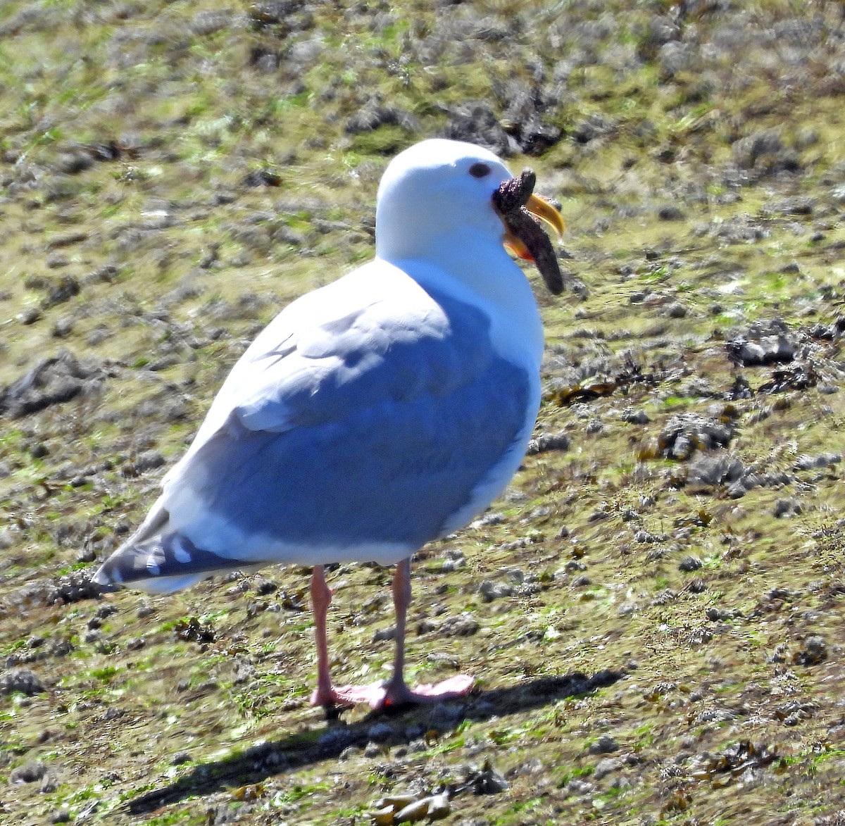 Western x Glaucous-winged Gull (hybrid) - Jock McCracken