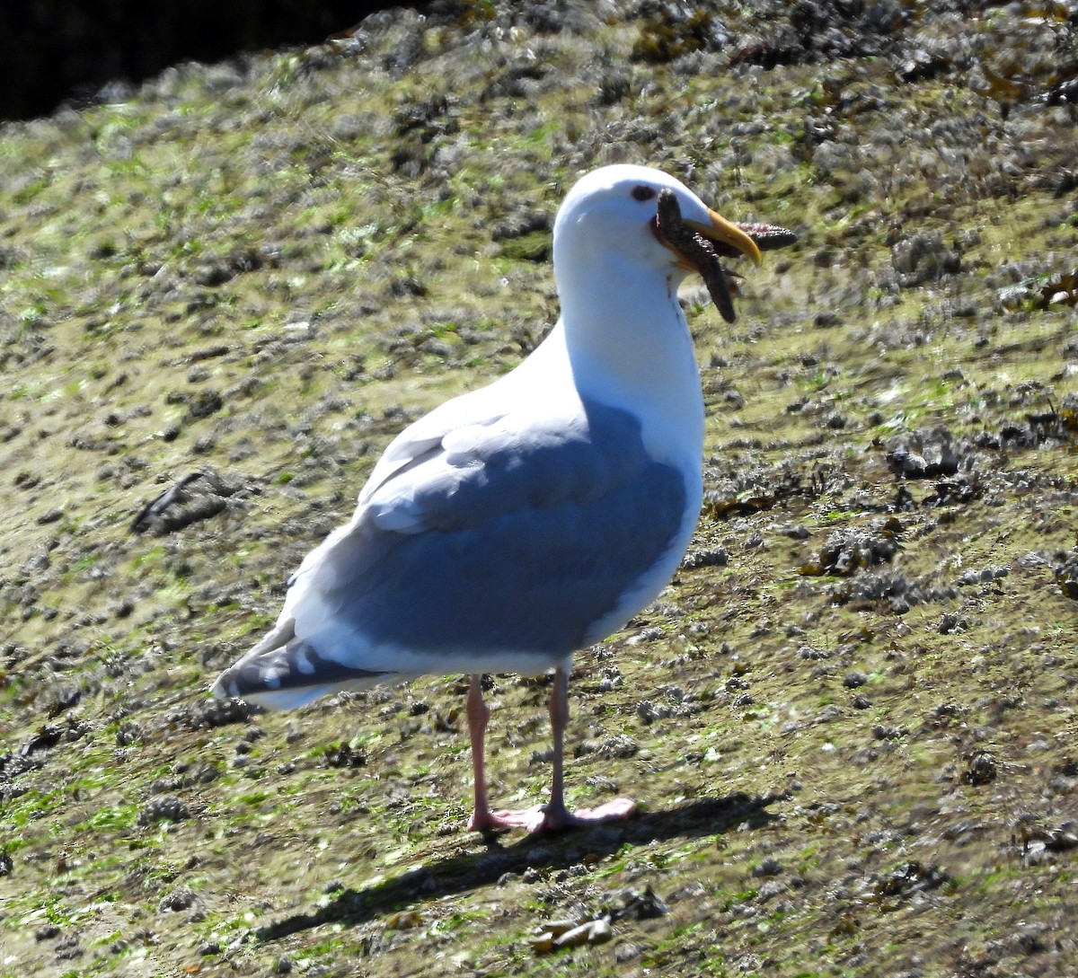 Western x Glaucous-winged Gull (hybrid) - Jock McCracken