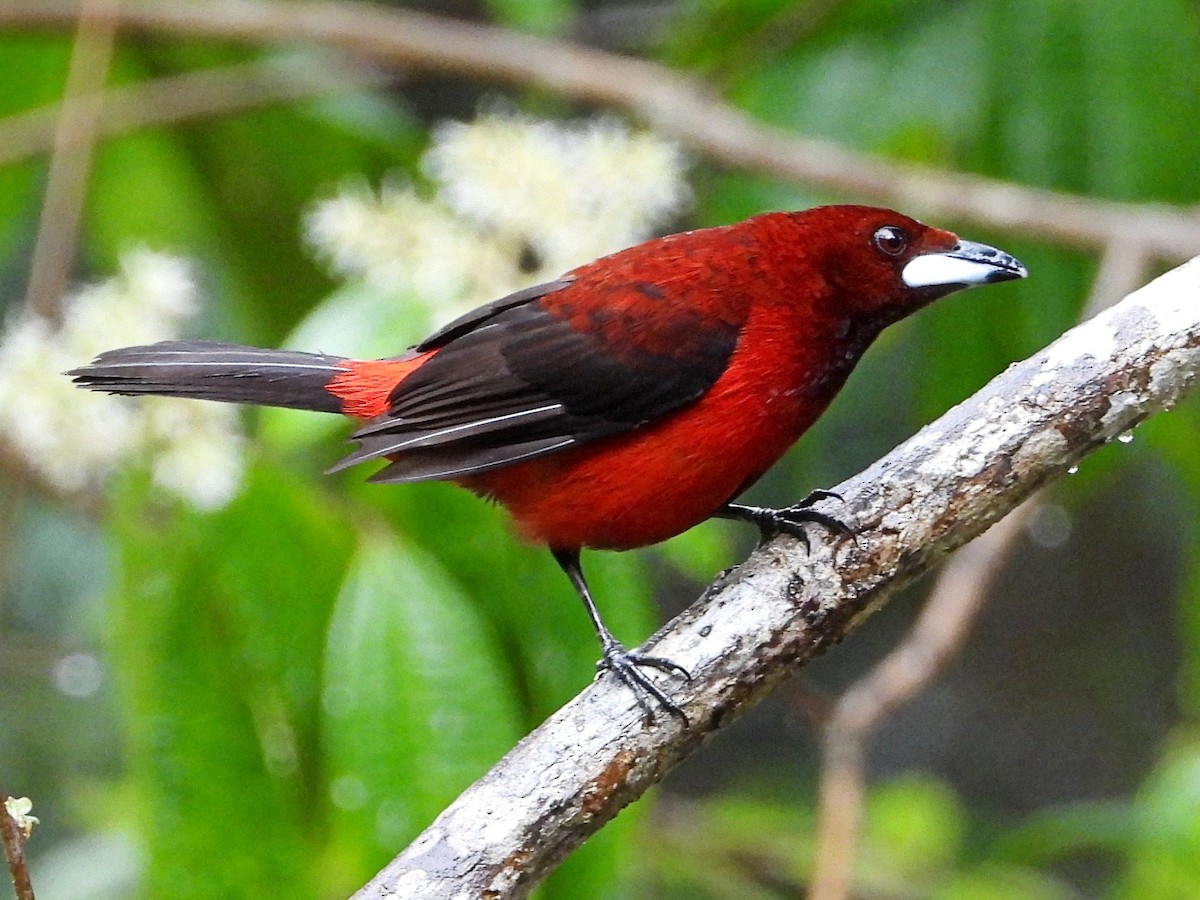 Crimson-backed Tanager - ML618865732