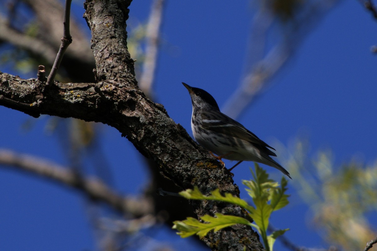 Blackpoll Warbler - ML618865736