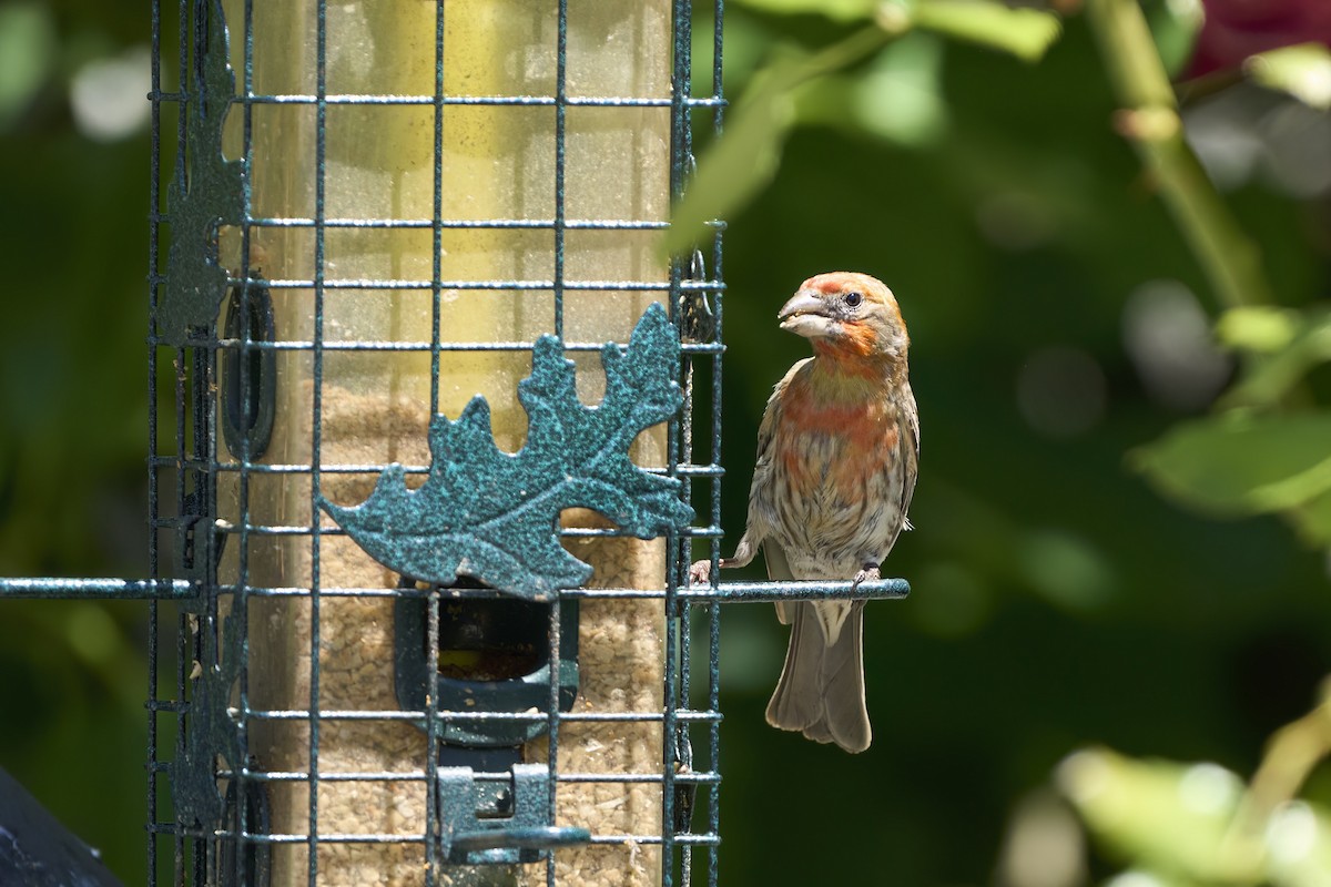 House Finch - Nate Klein