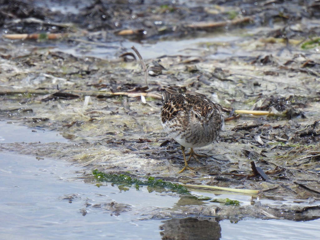 Least Sandpiper - Justin Barrett