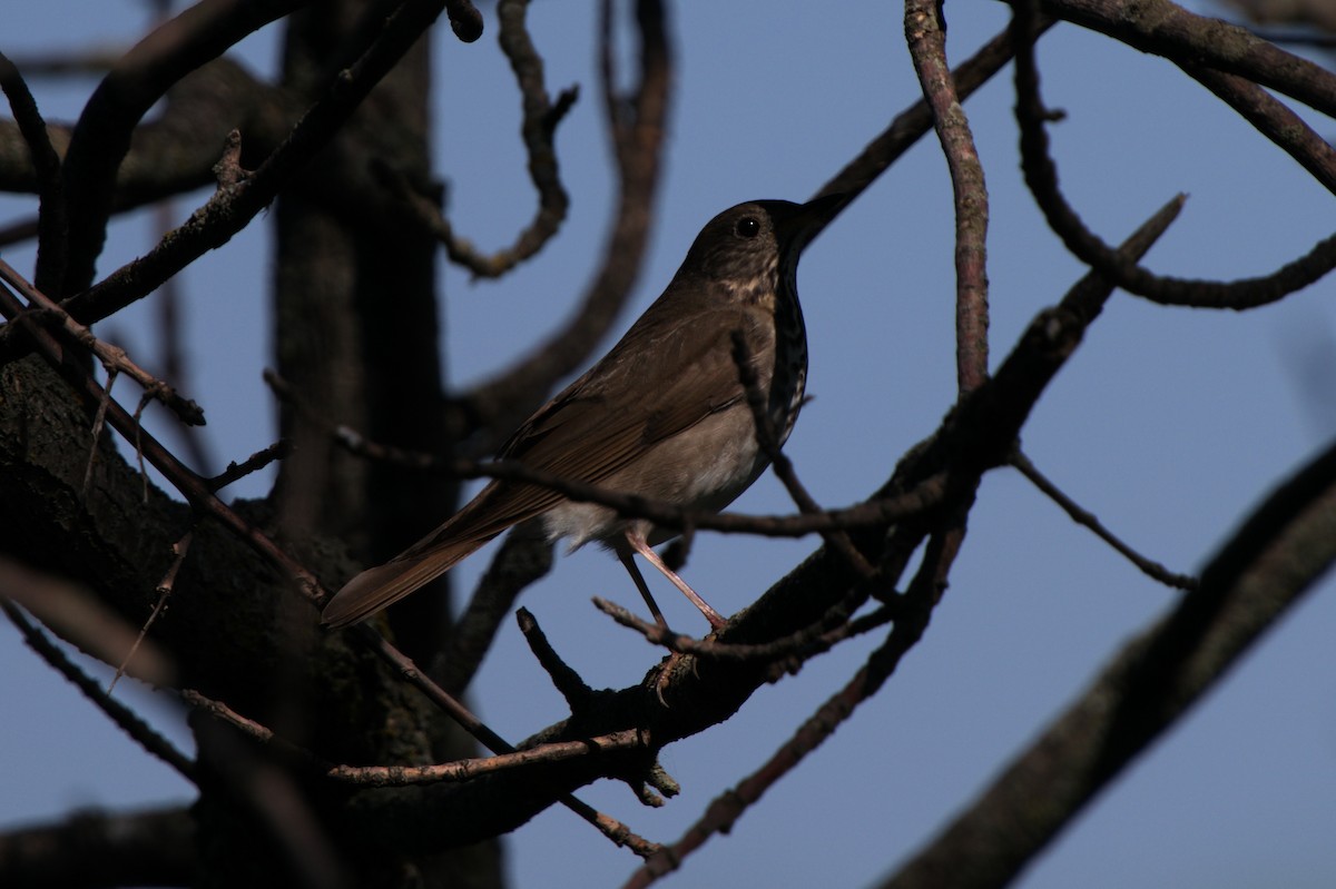 Gray-cheeked Thrush - ML618865749