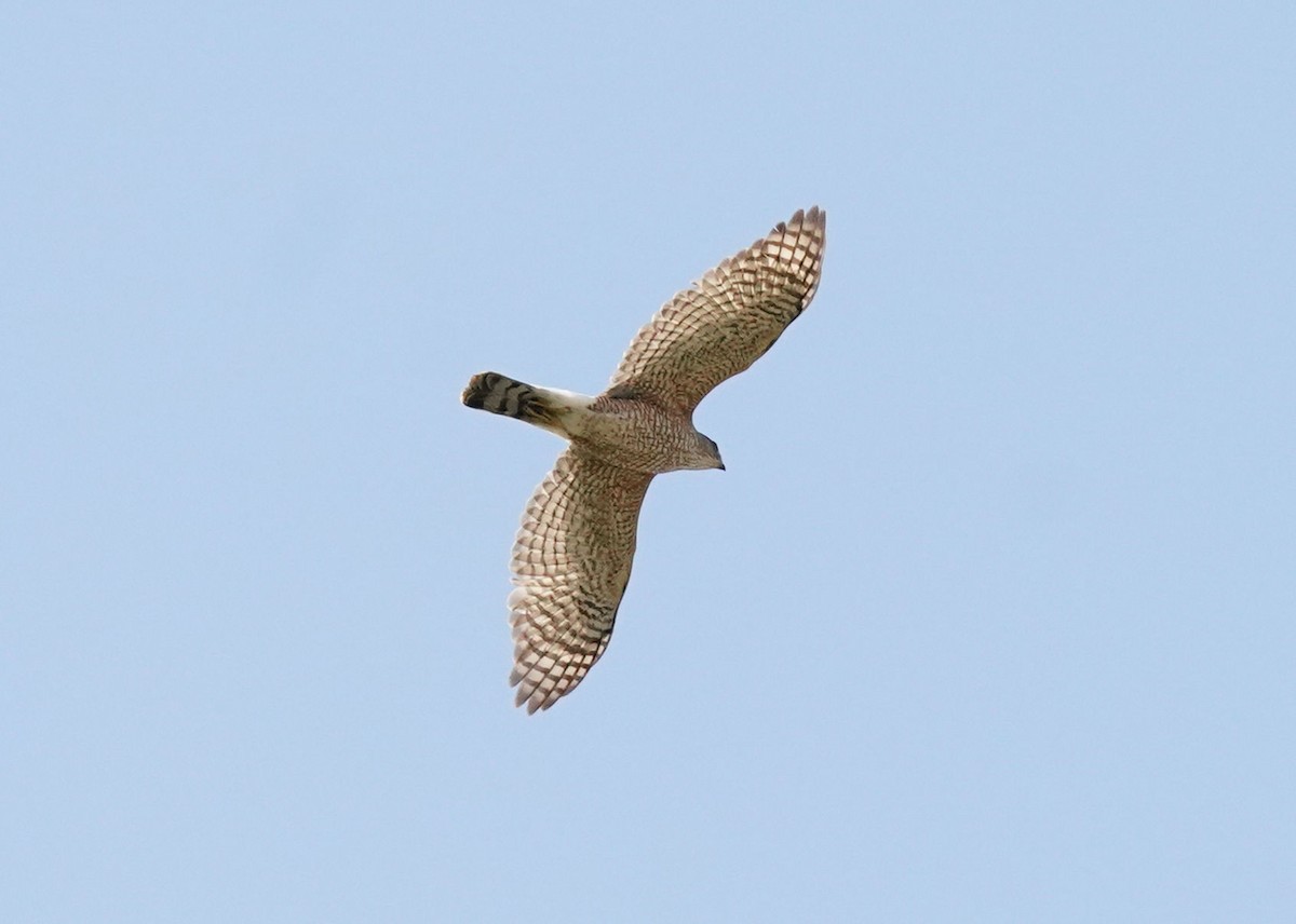 Cooper's Hawk - Pam Hardy