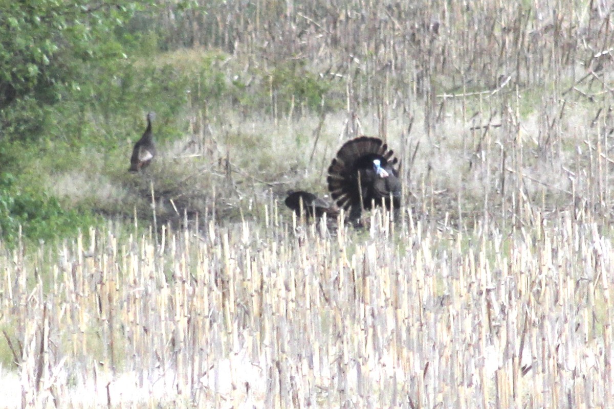 Wild Turkey - Clint Wiederholt