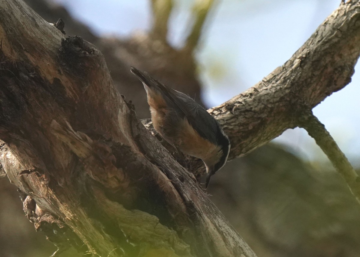 Red-breasted Nuthatch - Pam Hardy