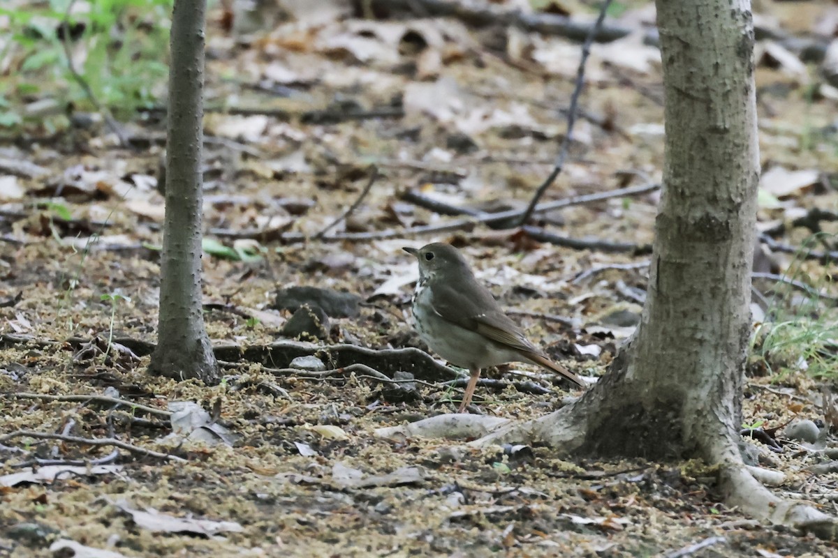 Hermit Thrush - ML618865794