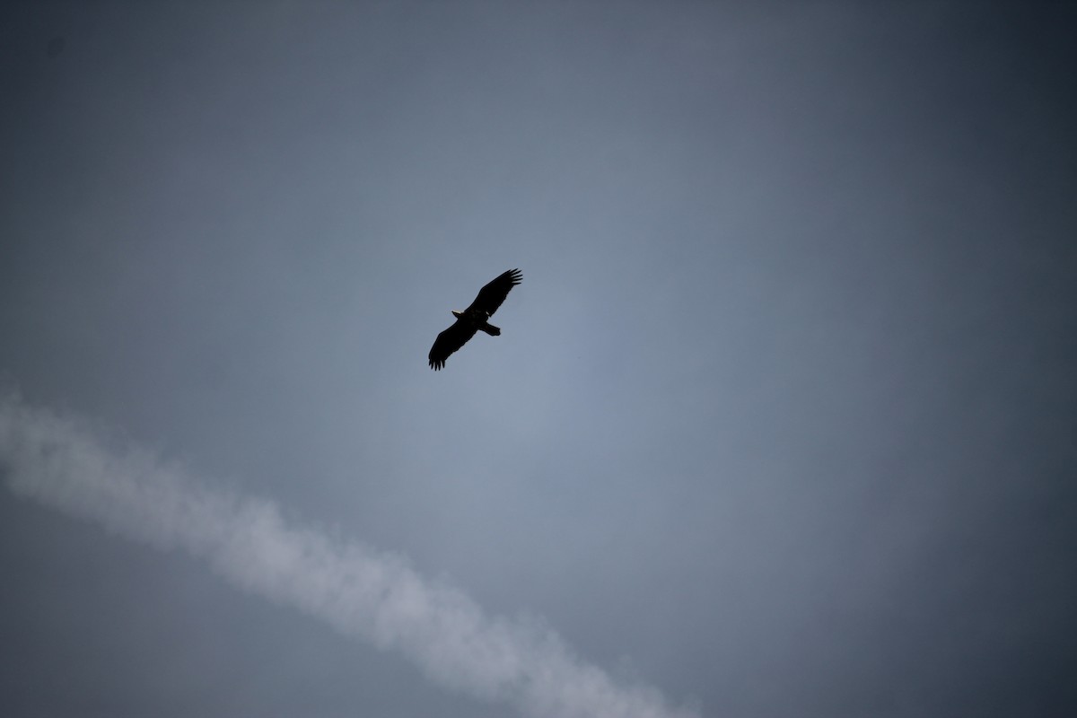 Bald Eagle - Jennifer Evans