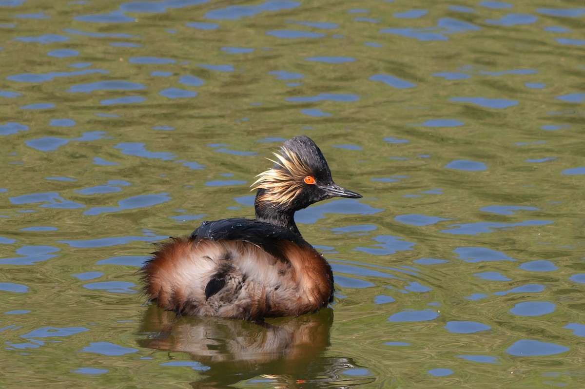 Eared Grebe - Gregg McClain