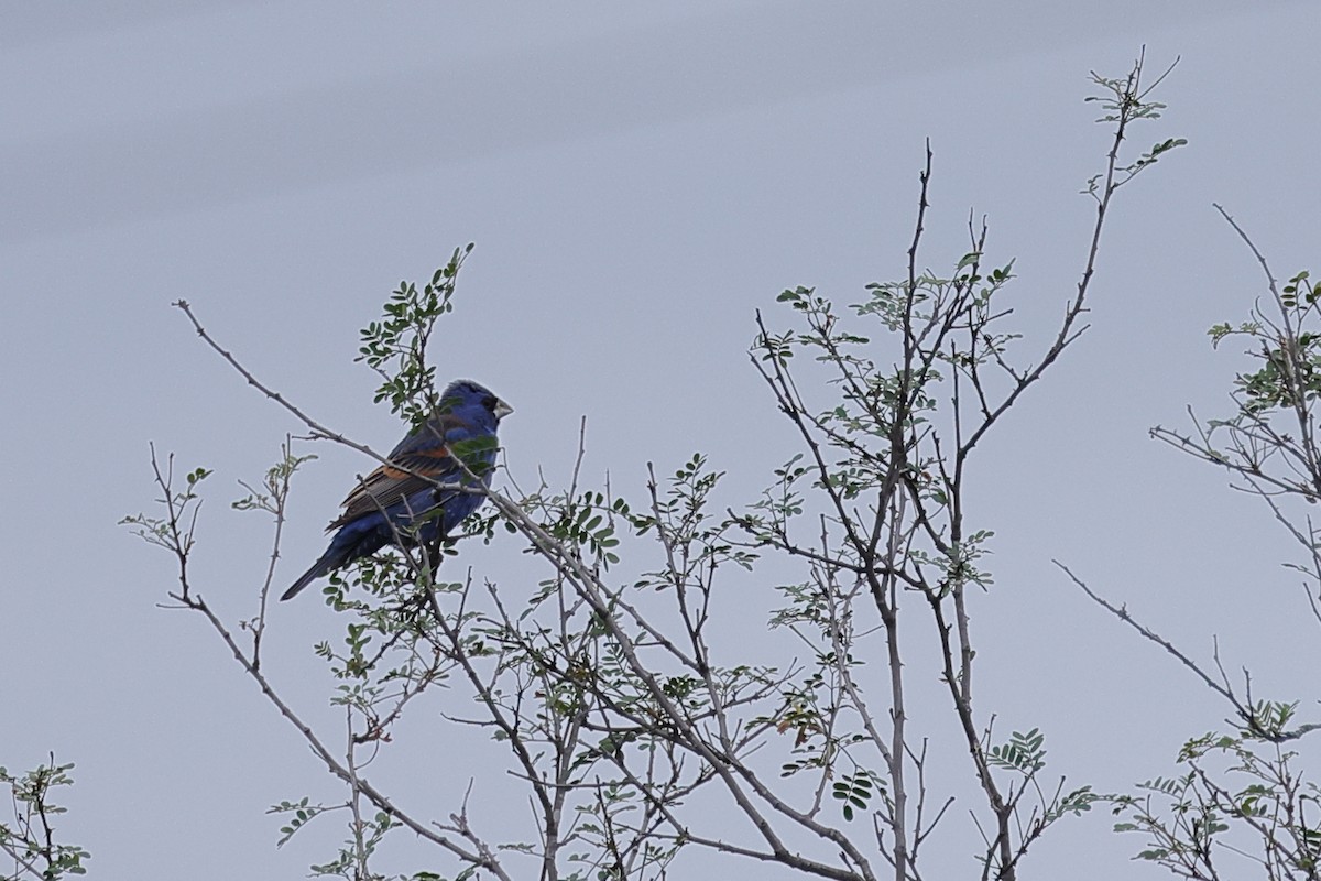 Blue Grosbeak - Fernanda Araujo