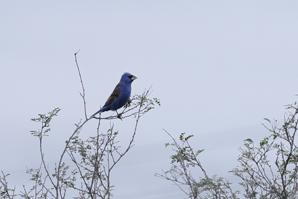 Blue Grosbeak - Fernanda Araujo