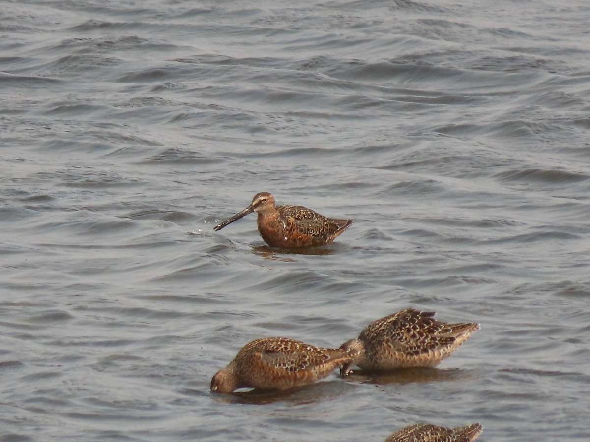 Long-billed Dowitcher - ML618865806