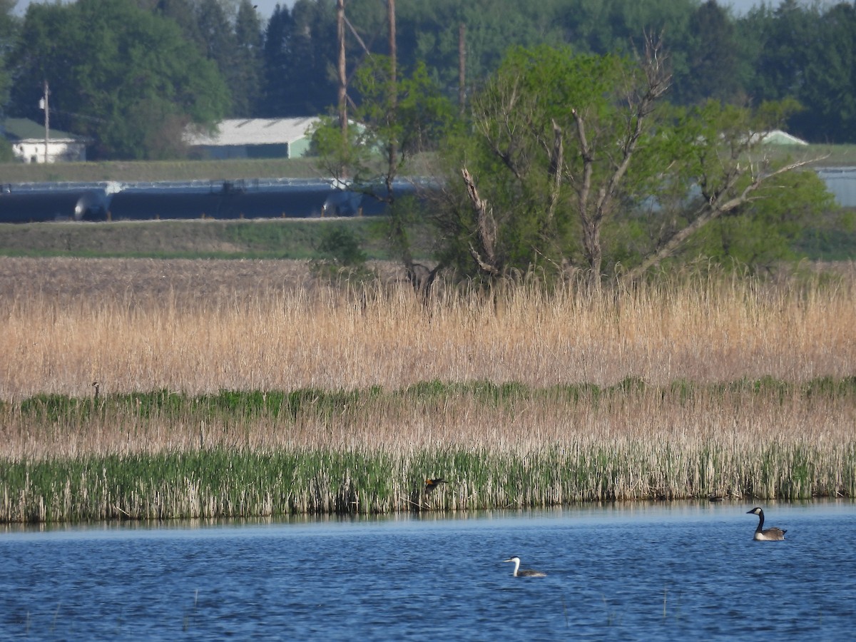 Western Grebe - Clayton Will