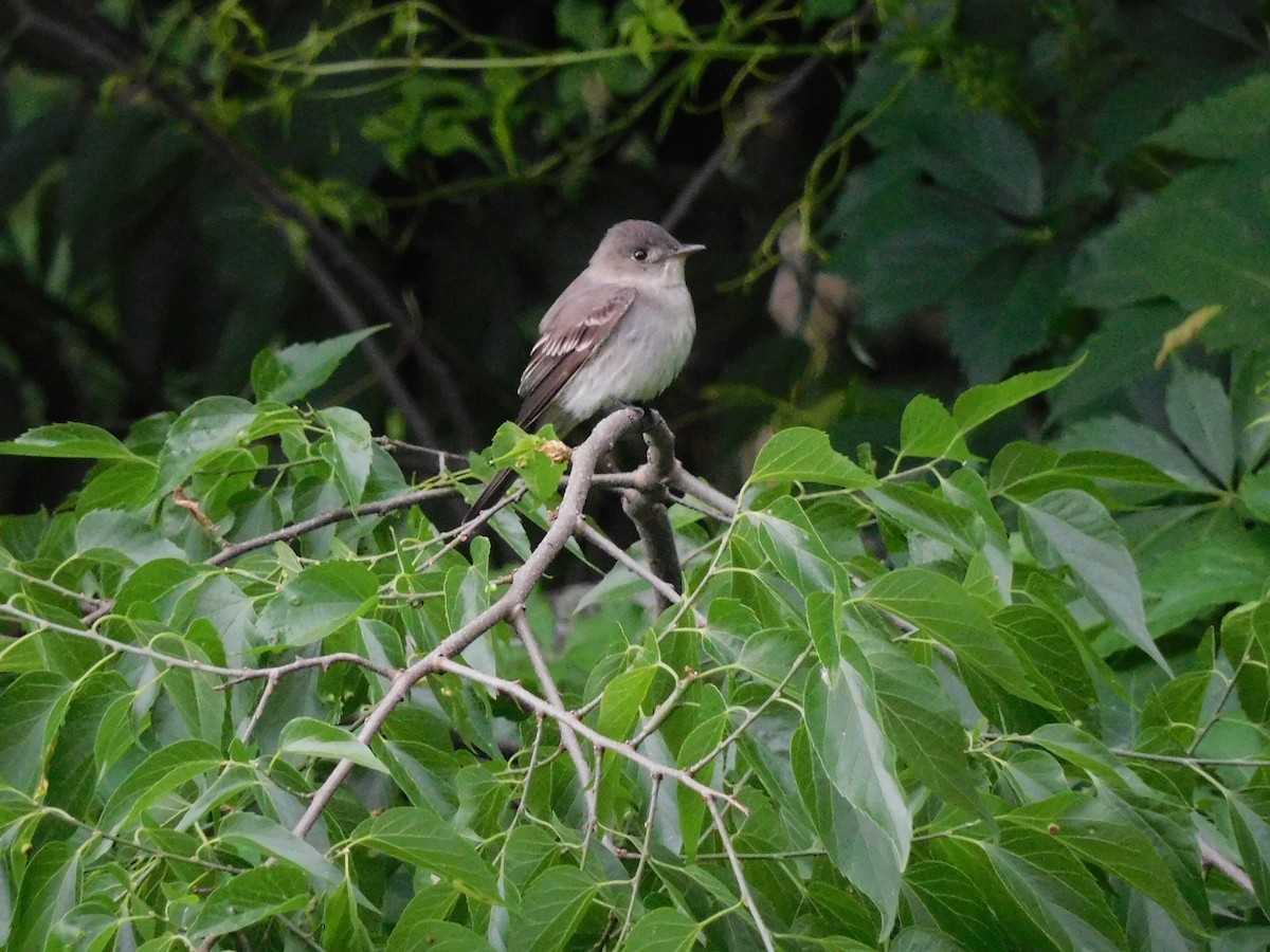 Eastern Wood-Pewee - Charles Chu