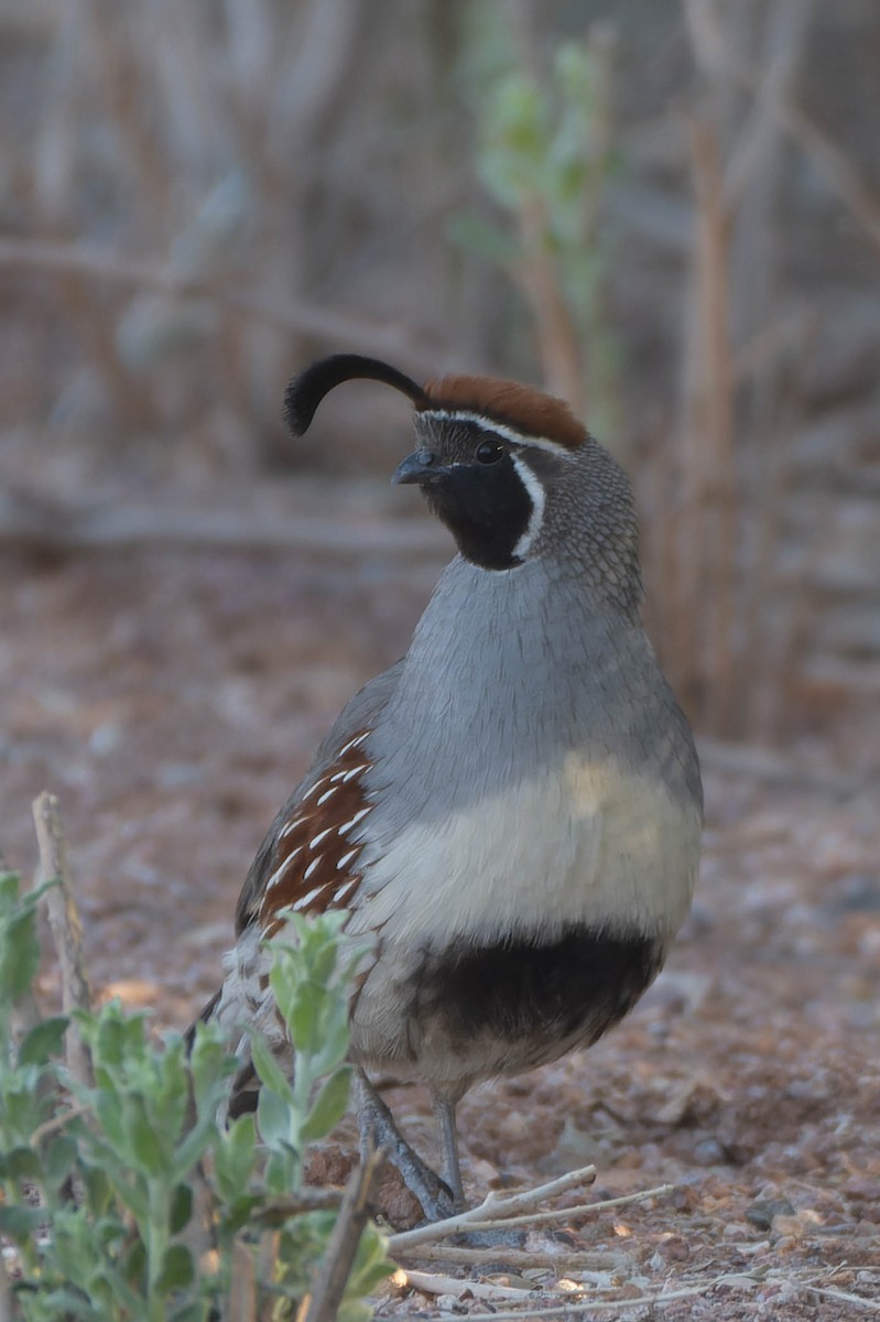 Gambel's Quail - ML618865820