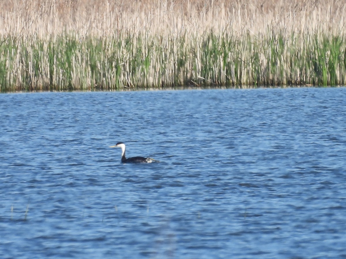 Western Grebe - Clayton Will