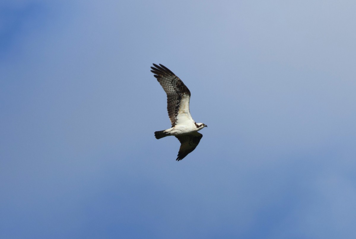 Osprey - Mathias Bitter