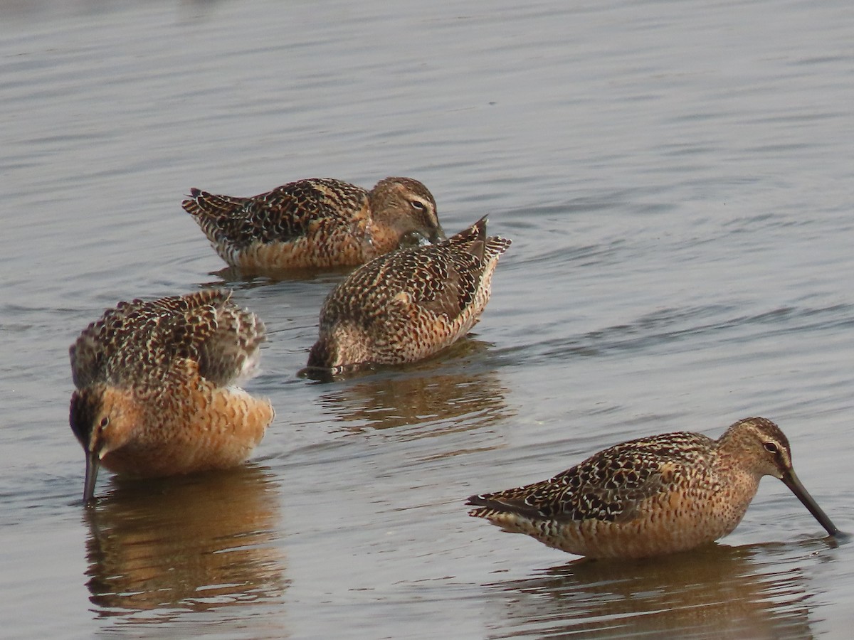 Long-billed Dowitcher - ML618865834