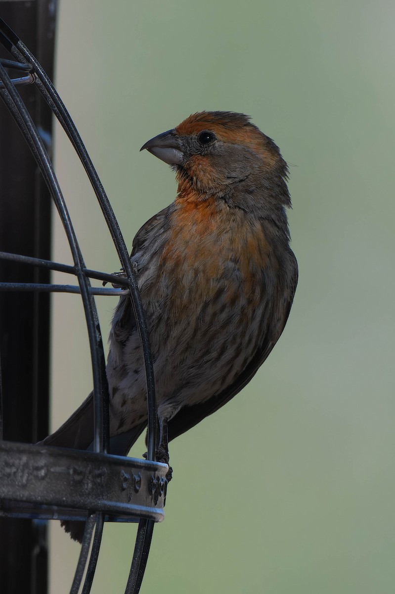 House Finch - Gregg McClain