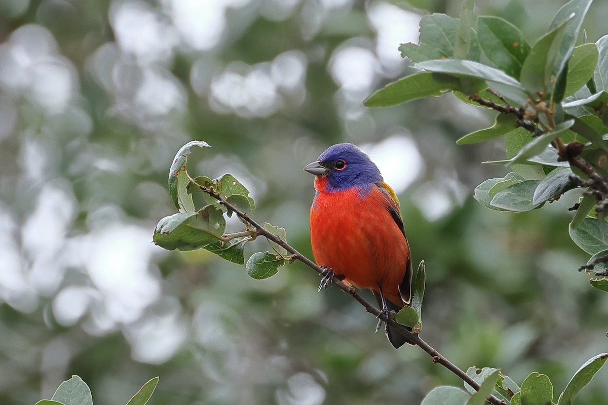 Painted Bunting - Fernanda Araujo