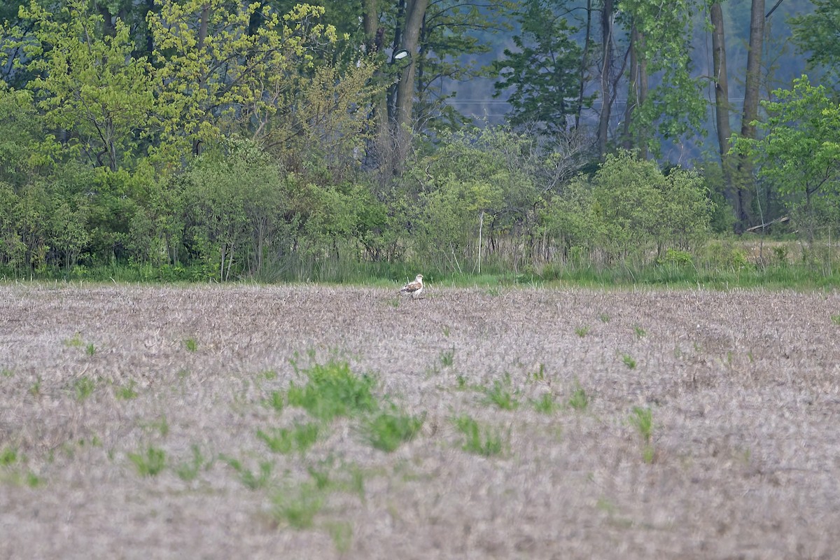 Ferruginous Hawk - Andrew Simon