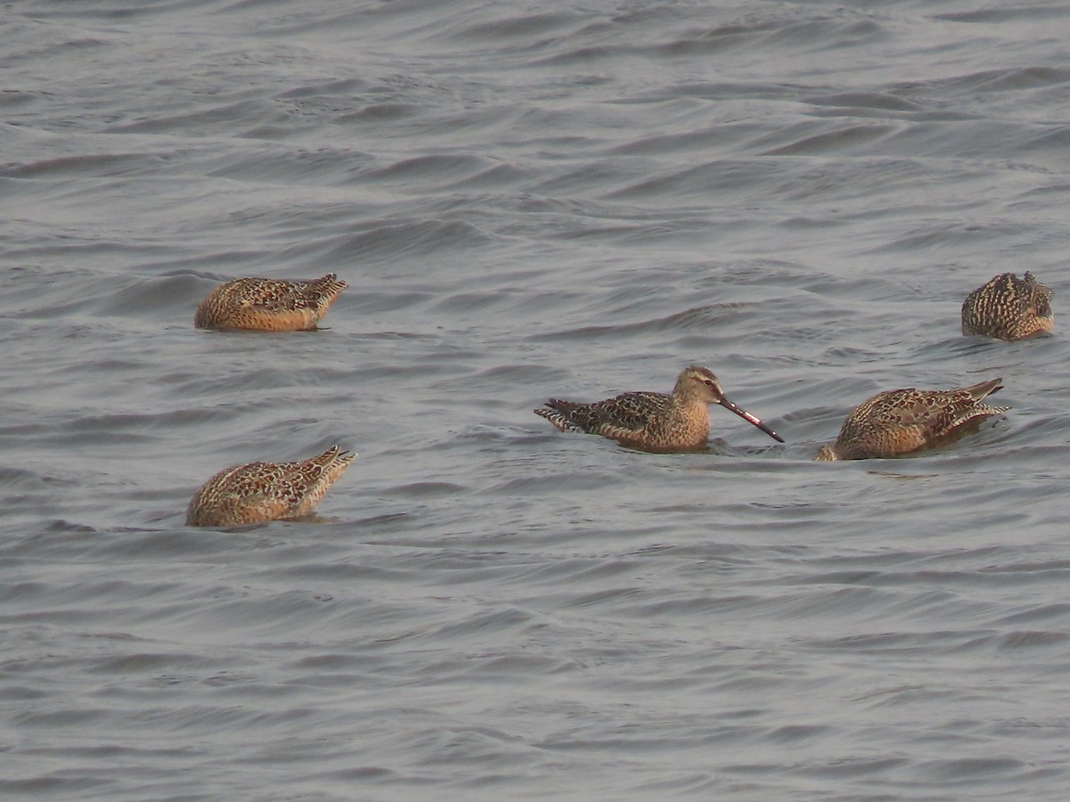 Long-billed Dowitcher - ML618865889