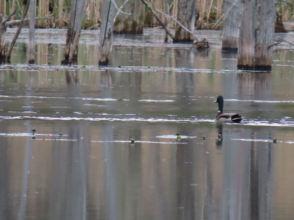 Mallard - Ericka Albright