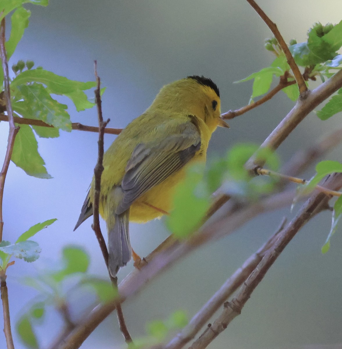 Wilson's Warbler - Gretchen Framel