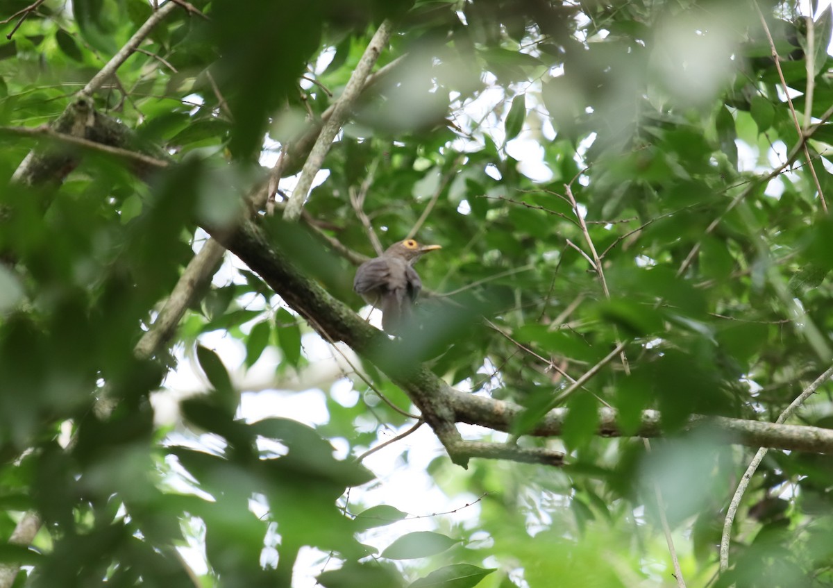 Spectacled Thrush - ML618865895