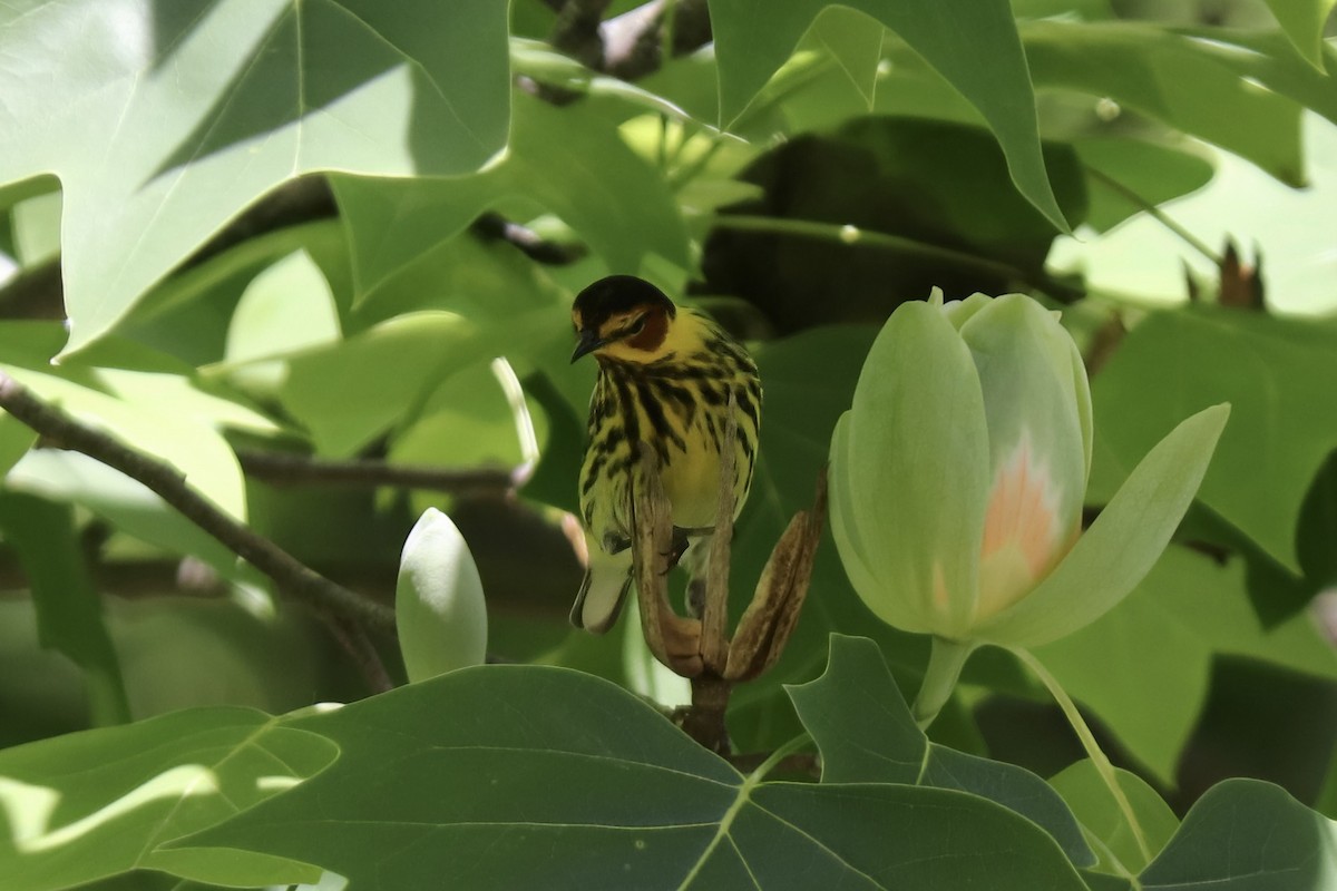 Cape May Warbler - RIIO LU