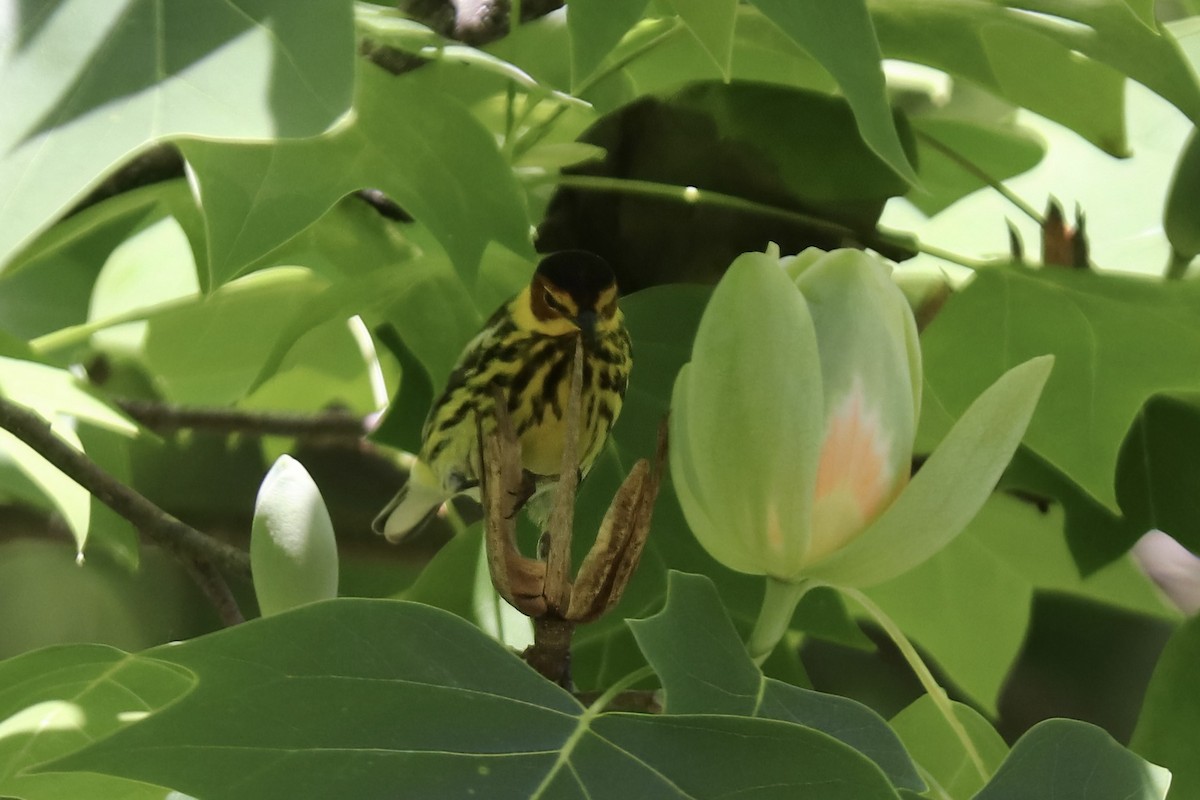 Cape May Warbler - RIIO LU