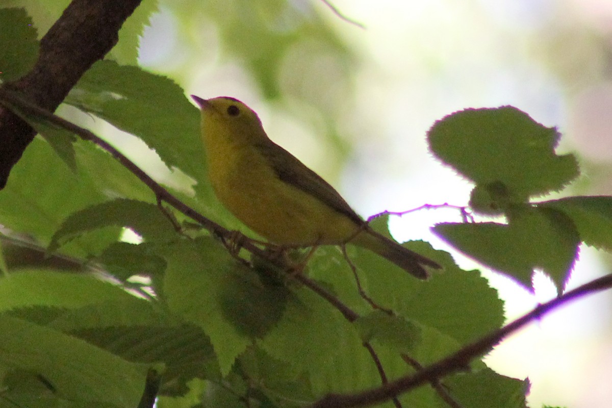 Wilson's Warbler - Clint Wiederholt