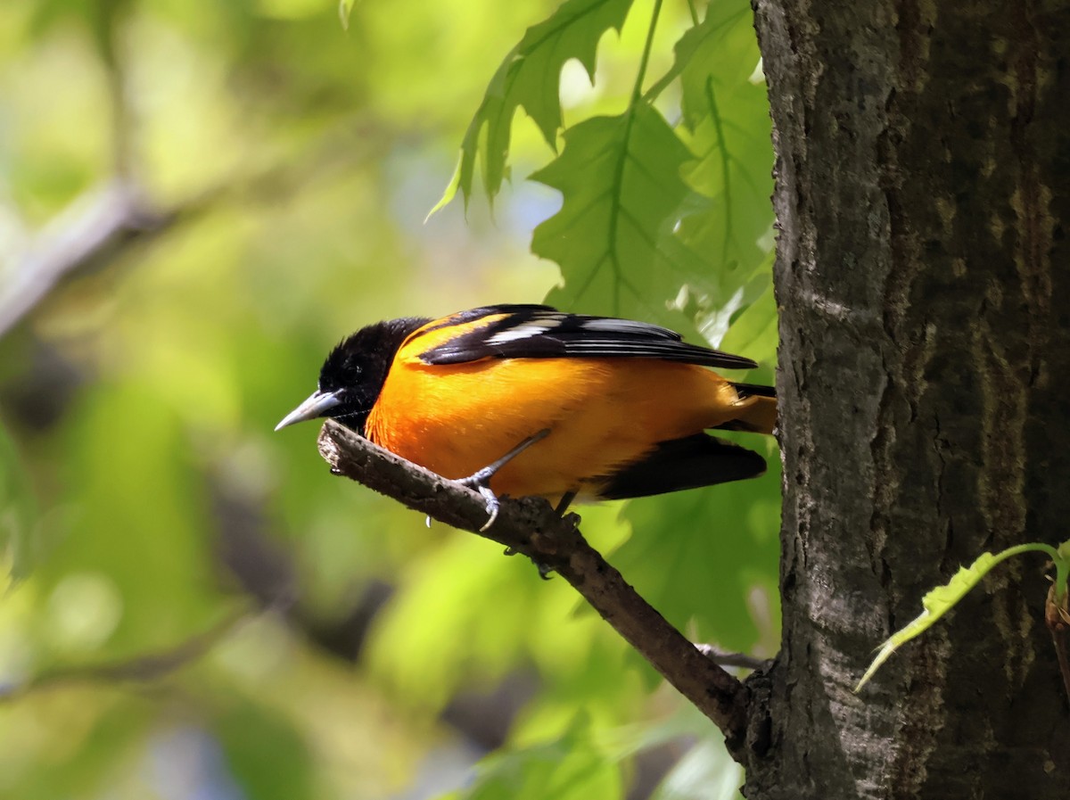 Baltimore Oriole - Mathias Bitter