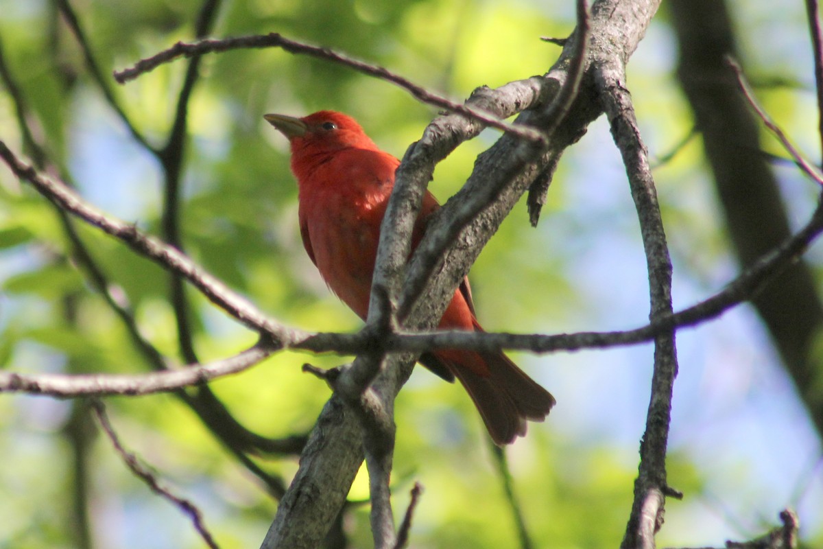 Summer Tanager - Clint Wiederholt