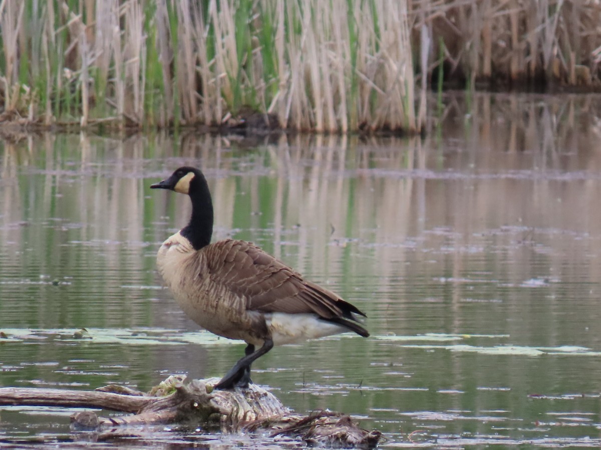 Canada Goose - Ericka Albright