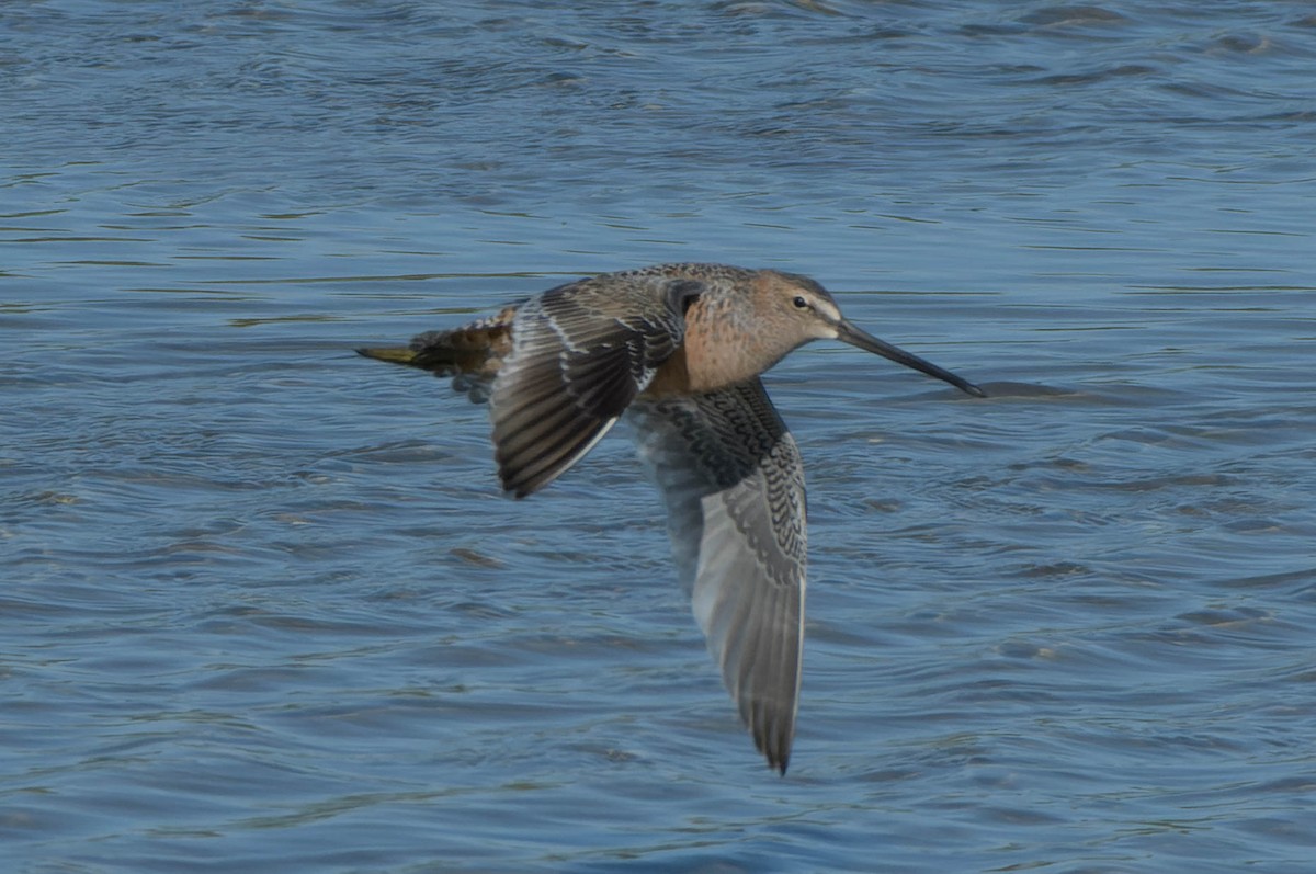 Long-billed Dowitcher - ML618865933