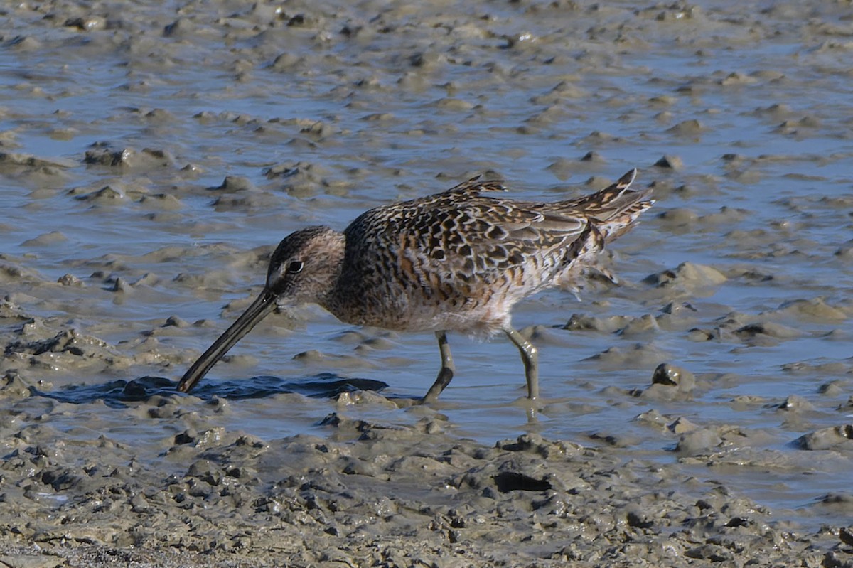 Long-billed Dowitcher - ML618865938