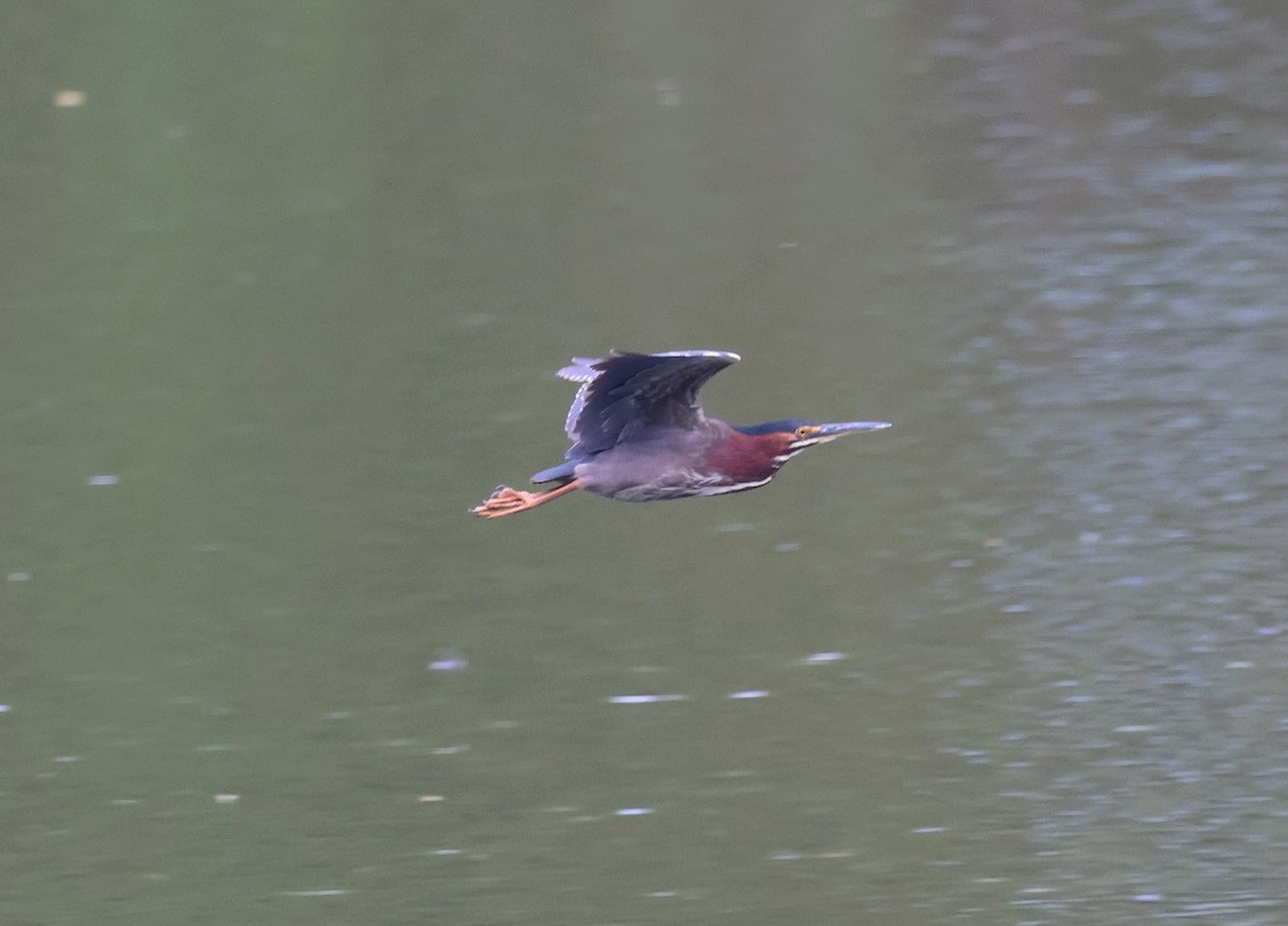 Green Heron - Mathias Bitter