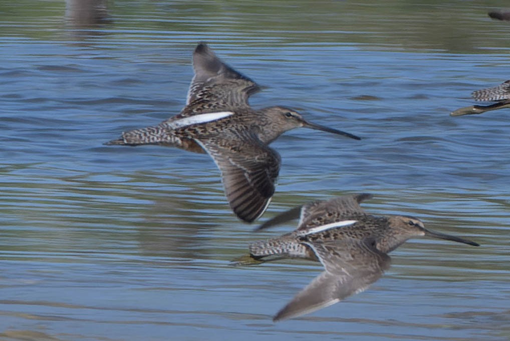 Long-billed Dowitcher - ML618865951
