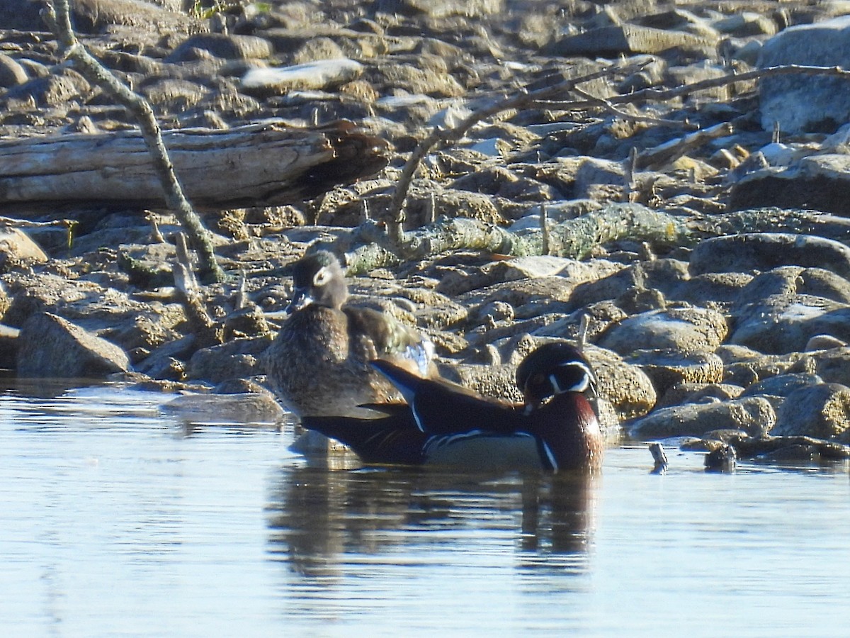 Wood Duck - Melody Walsh