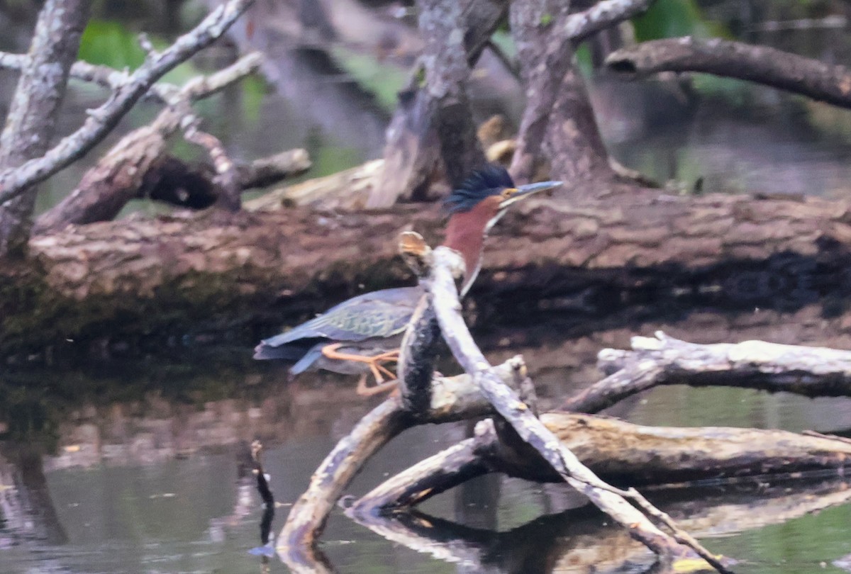 Green Heron - Mathias Bitter